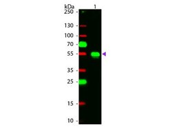 Chicken anti-Rabbit IgG (H+L) Secondary Antibody, Rhodamine, Novus Biologicals